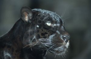 blackjaguar