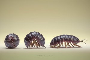 pill bug